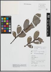Foto von Salix appendiculata Vill. x Salix caprea L.